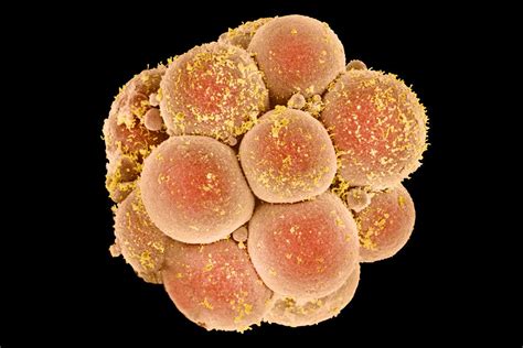 Second CRISPR Human Embryo Study Shows There Is A Long Way To Go New