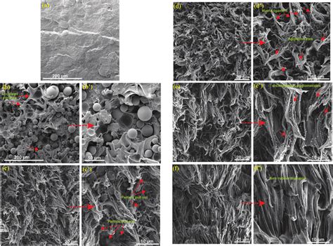 SEM Micrographs Of Fractured Surfaces Of Neat PP And PP PA6 EPDM G MA