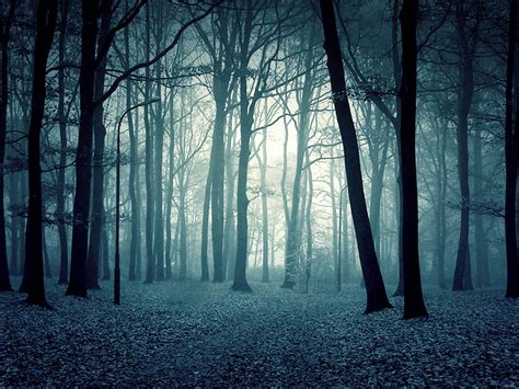 Dark Scary Forest Wallpapers - Top Free Dark Scary Forest Backgrounds ...