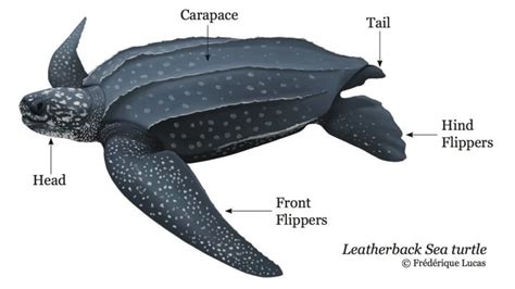 Turtle Anatomy Explained: A Comprehensive Guide to Understanding ...