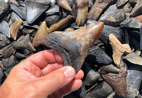 Shark Tooth Hunting On The Carolina Coast 48 OFF