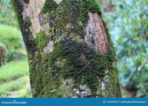 树干纹理与地衣青苔和背景绿色树的 库存图片 图片 包括有 外出 橙色 包括 自然 秋天 重点 115347947