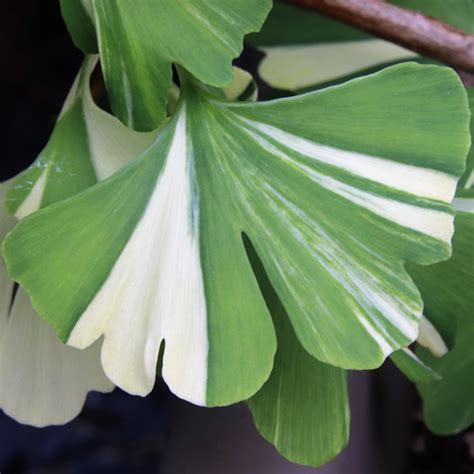 GINKGO BILOBA - 40 varieties 2/2 | Mundi Plantarum