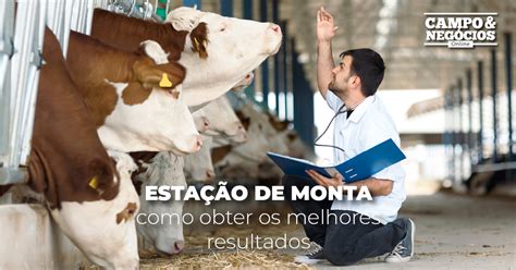 Estação de Monta como obter os melhores resultados Revista Campo