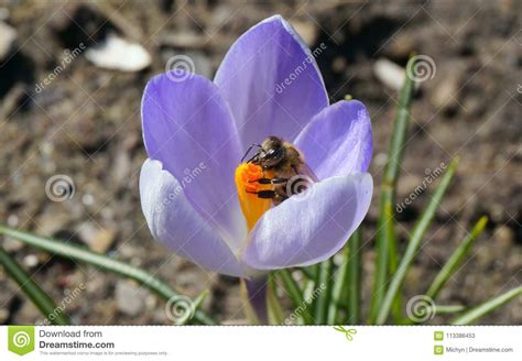 Busy Bee On Spring Crocus Flower Stock Image Image Of Crocus