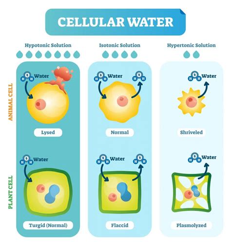 Section 5 Cellular Transport Nitty Gritty Science