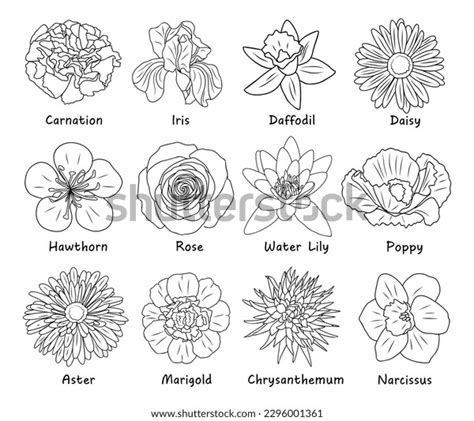 Set Botanical Drawings Flower Line Art Stock Vector (Royalty Free ...