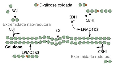 Por Que Nao Conseguimos Quebrar A Celulose Quais Enzimas