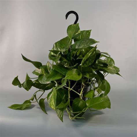 Golden Pothos Plant Hanging Basket 8 Flowers And Services