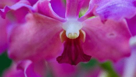 Plants in the Canopy Layer of the Rainforest | Sciencing