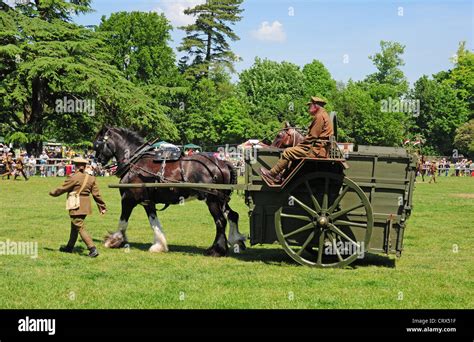 Shire Horse Pulling World War One Horse Ambulance During A Display