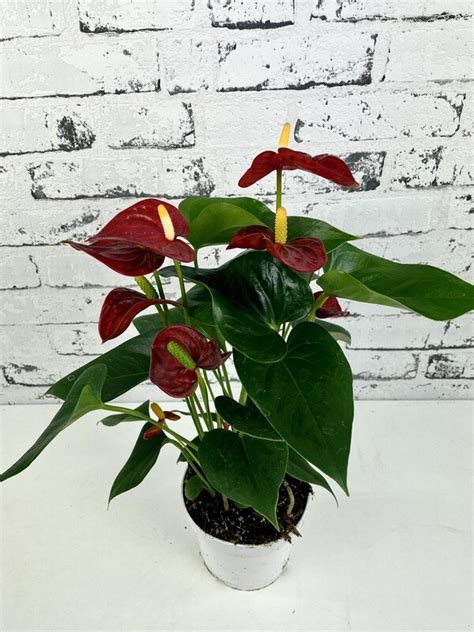 Anthurium Champion Red