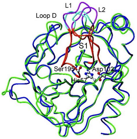 Trypsin Enzyme Function Production Cleavage And Trypsin Inhibitor