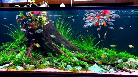 The Ultimate Rainbowfish Tank Beautiful Rainbowfish Planted Aquarium