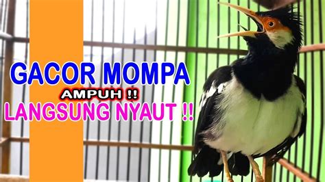 Jalak Suren Gacor Mompa Ampuh Untuk Pancingan Jalak Suren Sekali