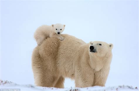 Beißen Gedanken: Newborn Polar Bear Cubs