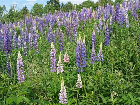 Lupinus polyphyllus (blue lupine): Go Botany