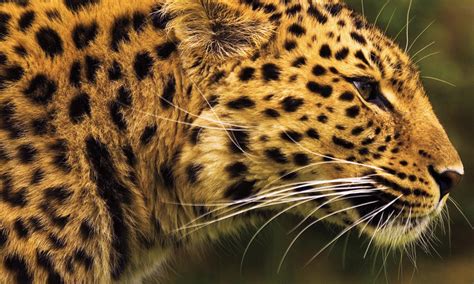 Amur Leopard | Photos | WWF