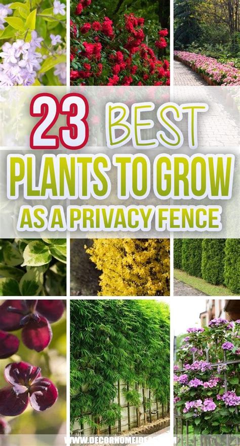 25 Beautiful Plants To Add Privacy To Your Yard Fence Plants Natural