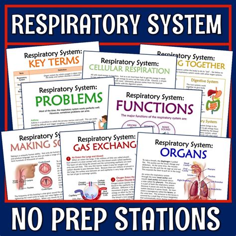 Respiratory System Stations Activity Flying Colors Science