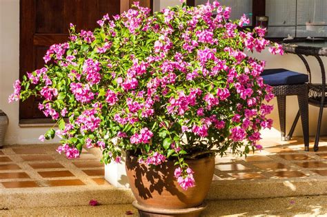 How To Grow Bougainvillea In Pots