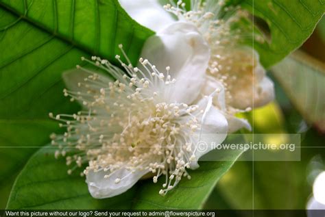 Guava flower, Psidium guajava