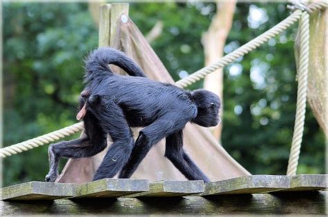 Spider Monkeys 20 Free Stock Photo - Public Domain Pictures