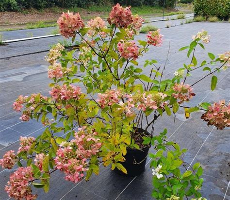 HYDRANGEA paniculata Diamant Rouge Pépinières Ripoche Nantes