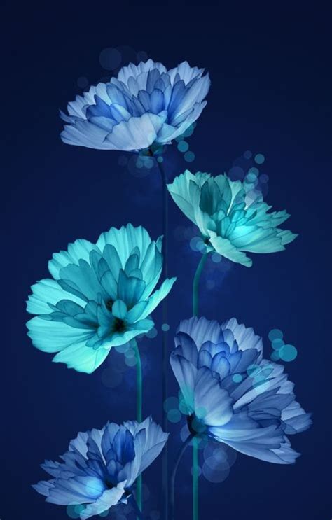 Blue Flower Iphone Wallpaper Landscape Wallpaper Flower Wallpaper