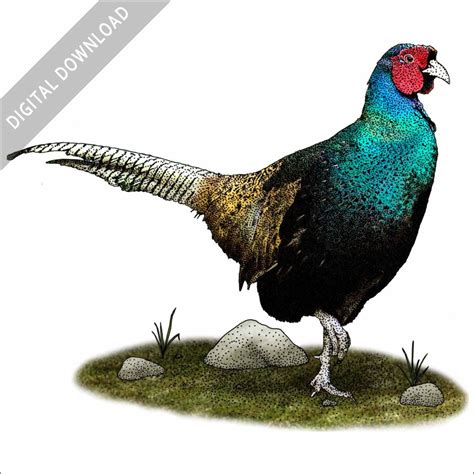 Green Pheasant - Signed Fine Art Print