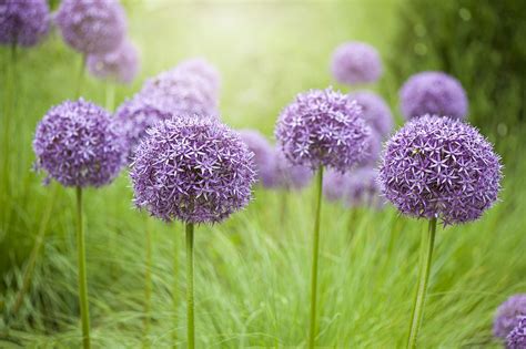 Tall Purple Garden Flowers : 15 Tall Perennial Flowers - The tall ...