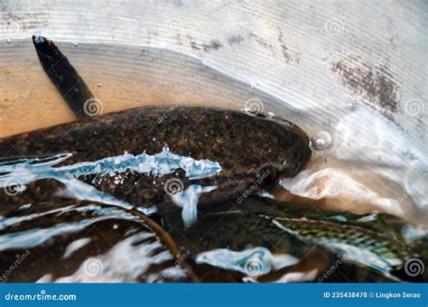 Closeup Of Channa Punctata Fish Caught And Kept In A White Bowl To Sell