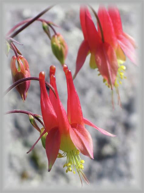 Wild Columbine Photograph By Mtbobbins Photography Fine Art America