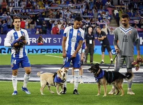 Brutal Repercusi N Medi Tica De La Campa A Del Espanyol Los Pericos No