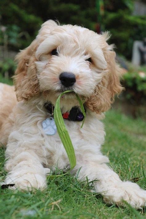 Cockapoo Blond Pup Playing One 16 Inch Square Fabric Panel To Etsy