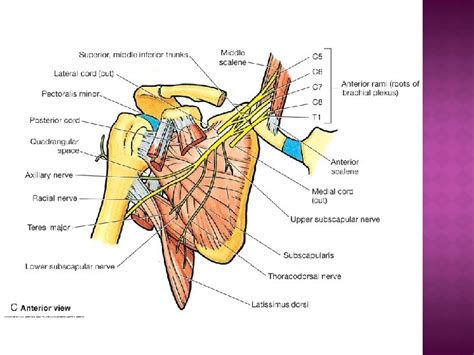 Heather Riley Tonia and Jo Anterior axillary fold