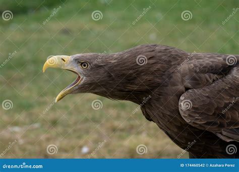 Portrait Dun Aigle Coupé La Queue Blanc Avec Le Bec Ouvert Ce Qui Fait