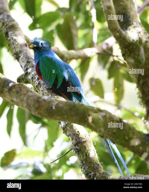 Birds Of Costa Rica Male Resplendent Quetzal Pharomachrus Mocinno