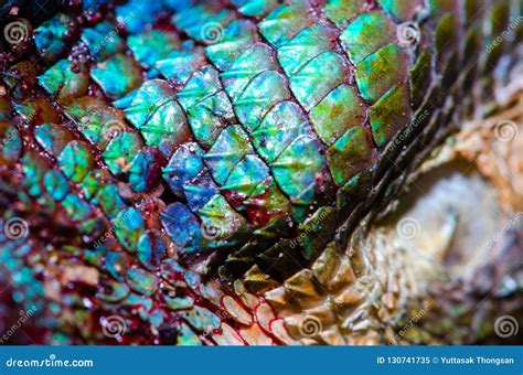 Close Up Real Chameleon Skin , Chameleon Injury Skin Texture for Your Design. Stock Image ...