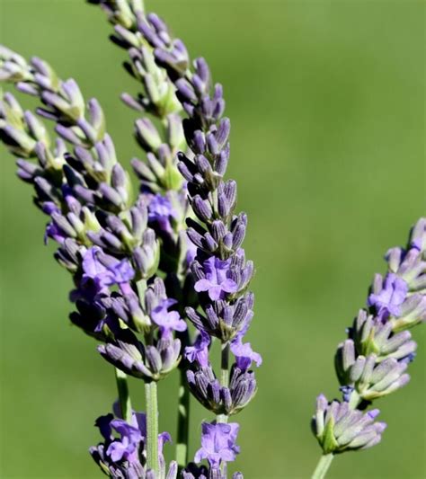 Los Tipos De Lavanda Nombres Fotos Y Caracter Sticas