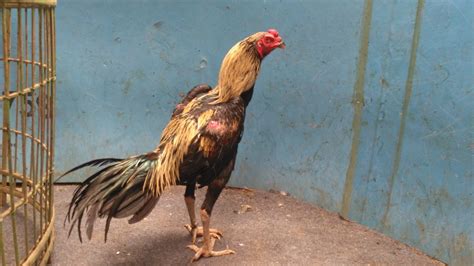 Jual Ayam Pakhoy Brutal Full Brakot Ori F1 Jual Ayam Aduan 2023