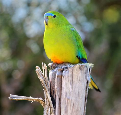 save  orange bellied parrot fnpw