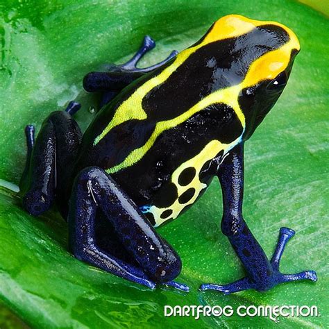 Dendrobates Tinctorius Cobalt Frog Species Dart Frog Frog