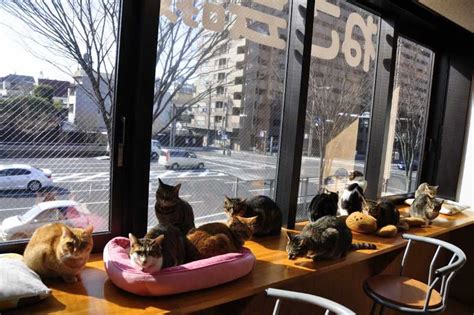 japan cat cafe - Some Pets