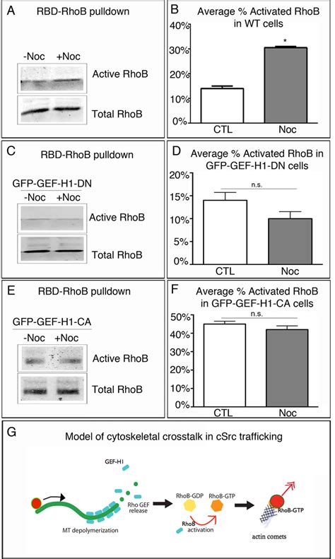 Rhob Is Activated By Mt Depolymerization A Western Blot Analysis Of