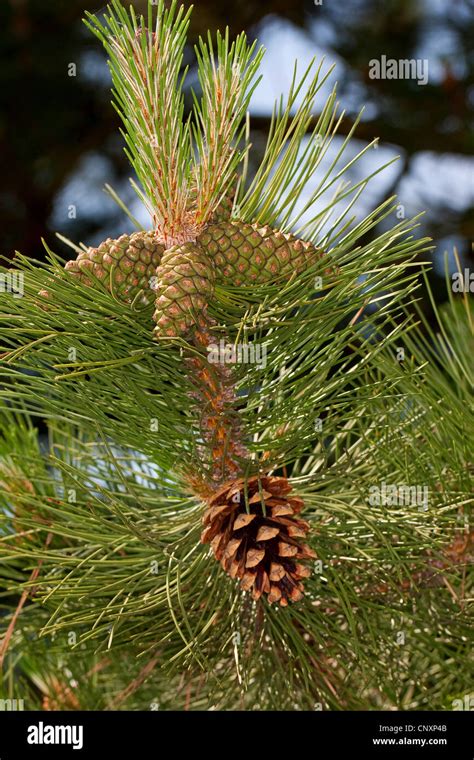 European Black Pine Austrian Pine Black Pine Corsican Pine Pinus