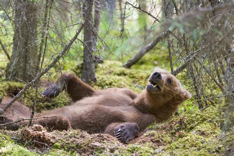 Alaska Wildlife photo gallery