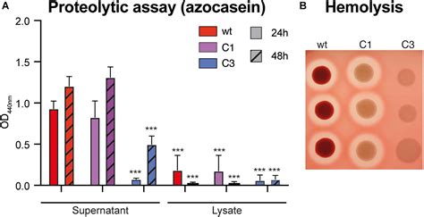 Frontiers The Effect Of Secondary Metabolites Produced By Serratia