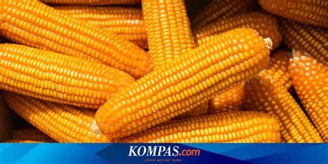 Bapanas 20 000 Ton Jagung Impor Masuk RI Pada 15 November 2023