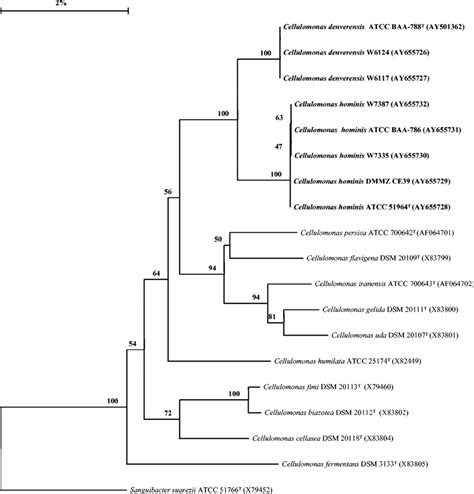 Phylogenetic Tree Based On S Rrna Sequences Showing The Position Of